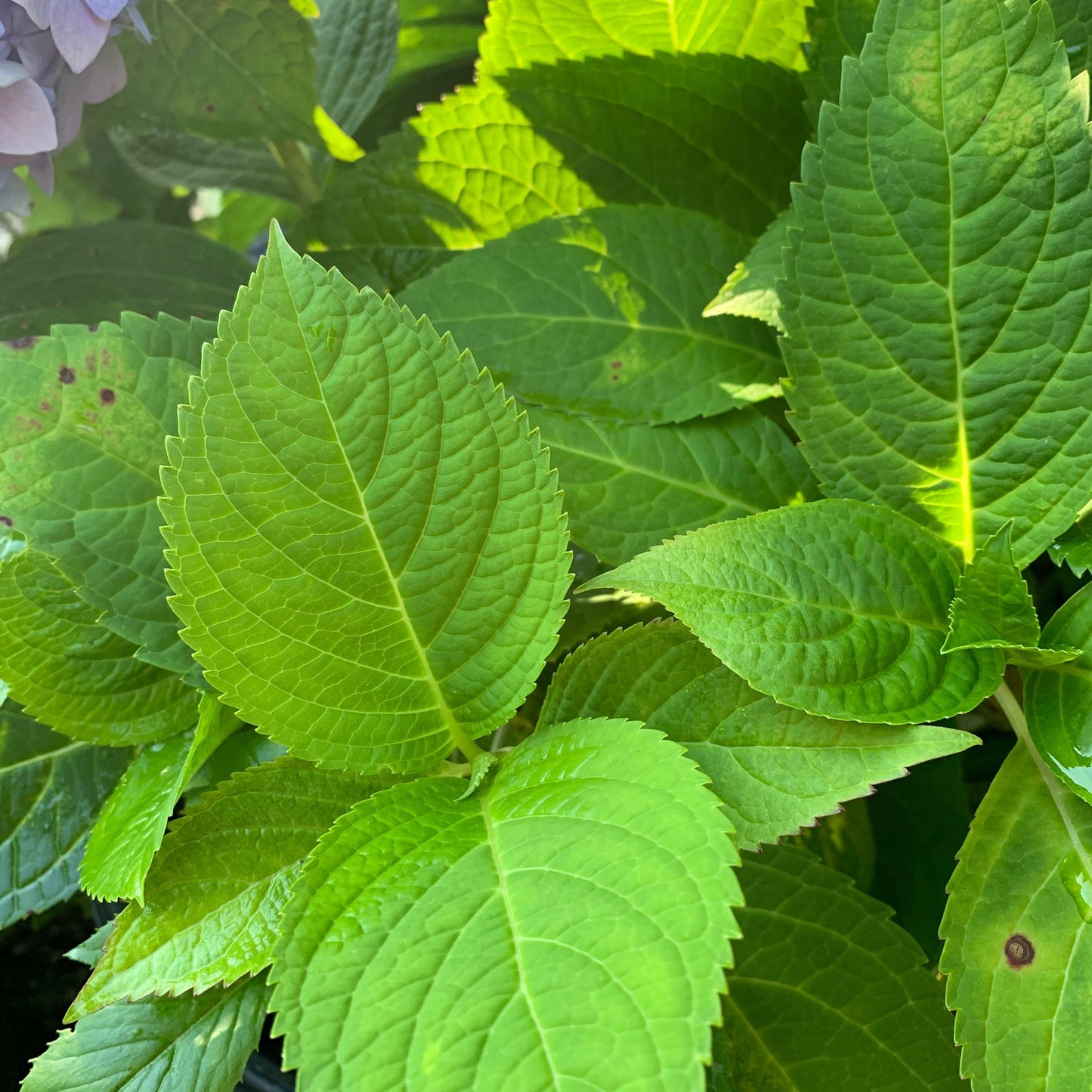 Endless Summer® The Original Hydrangea
