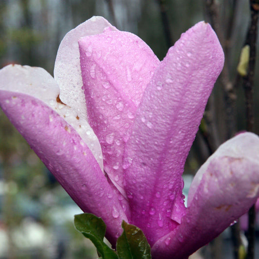 Saucer 'Jane' Magnolia