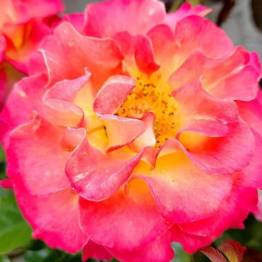 Rosa 'True Serenity'  - True Serenity Rose
