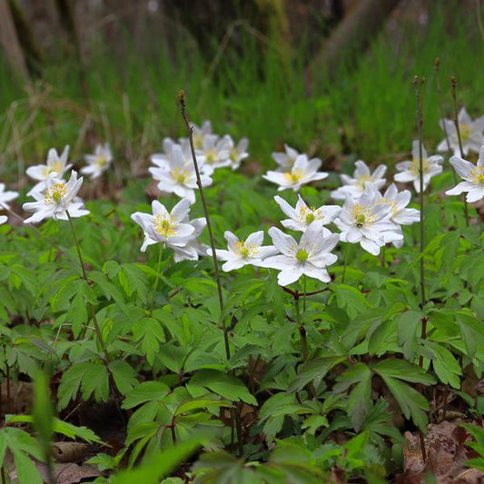 Anemone virginiana  - Tall Thimbleweed