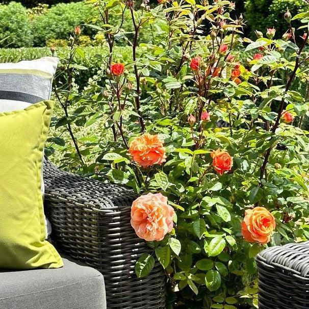 Rosa x 'Noa1112130'  - Showpiece™ Orange Rose
