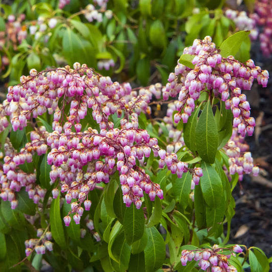 Katsura Pieris
