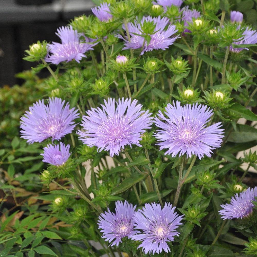 Stokesia laevis 'Mel's Blue'  - Mel's Blue Stokes' Aster