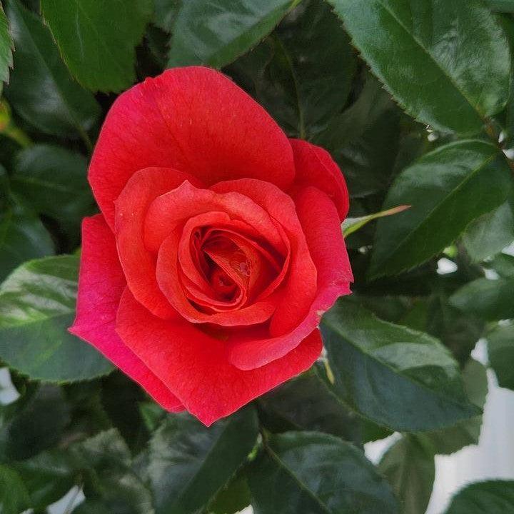 Rosa x 'Bozfra321'  - Rise Up® Emberays® Climbing Rose