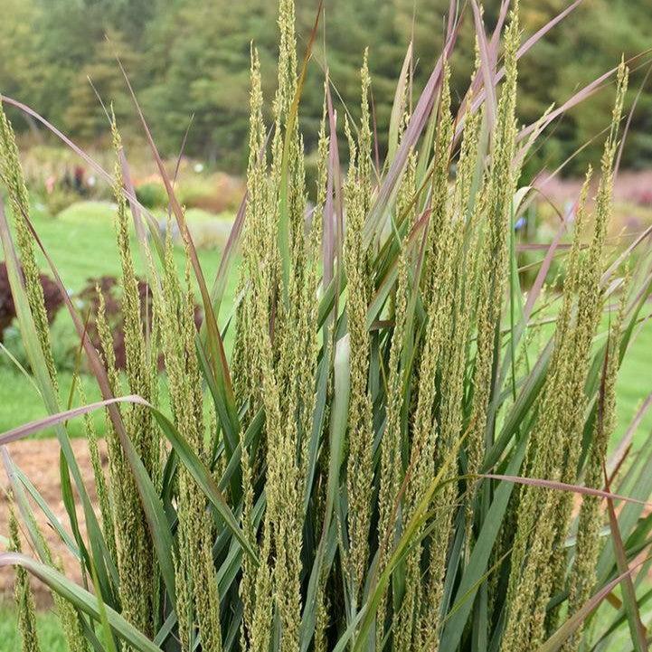 Panicum virgatum 'Blue Spear'  - Prairie Winds® Blue Spear Switch Grass