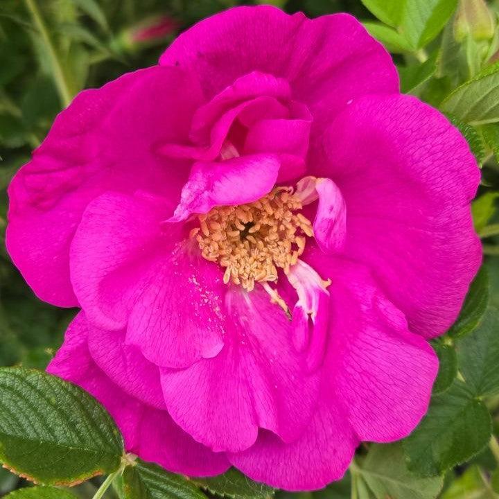 Rosa rugosa 'BOC rogosnif'  - Lotty's Love™ Rose
