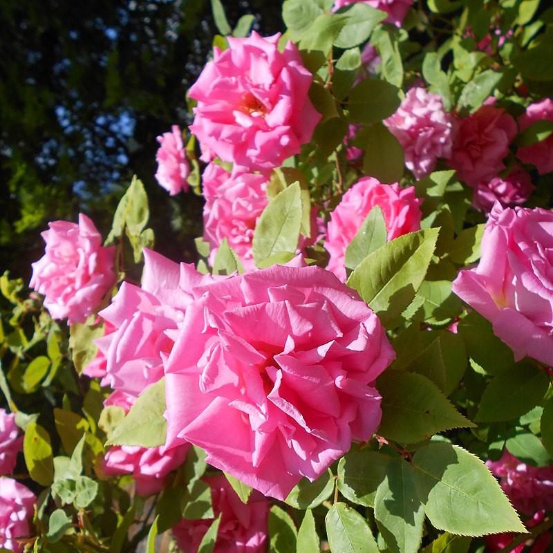 Zéphirine Drouhin Rose