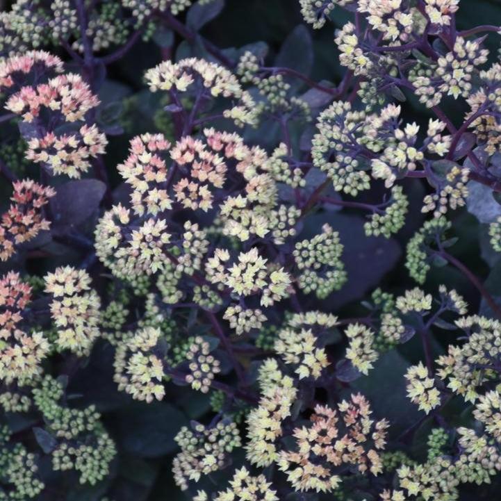 Sedum x 'Night Light'  - Night Light Stonecrop