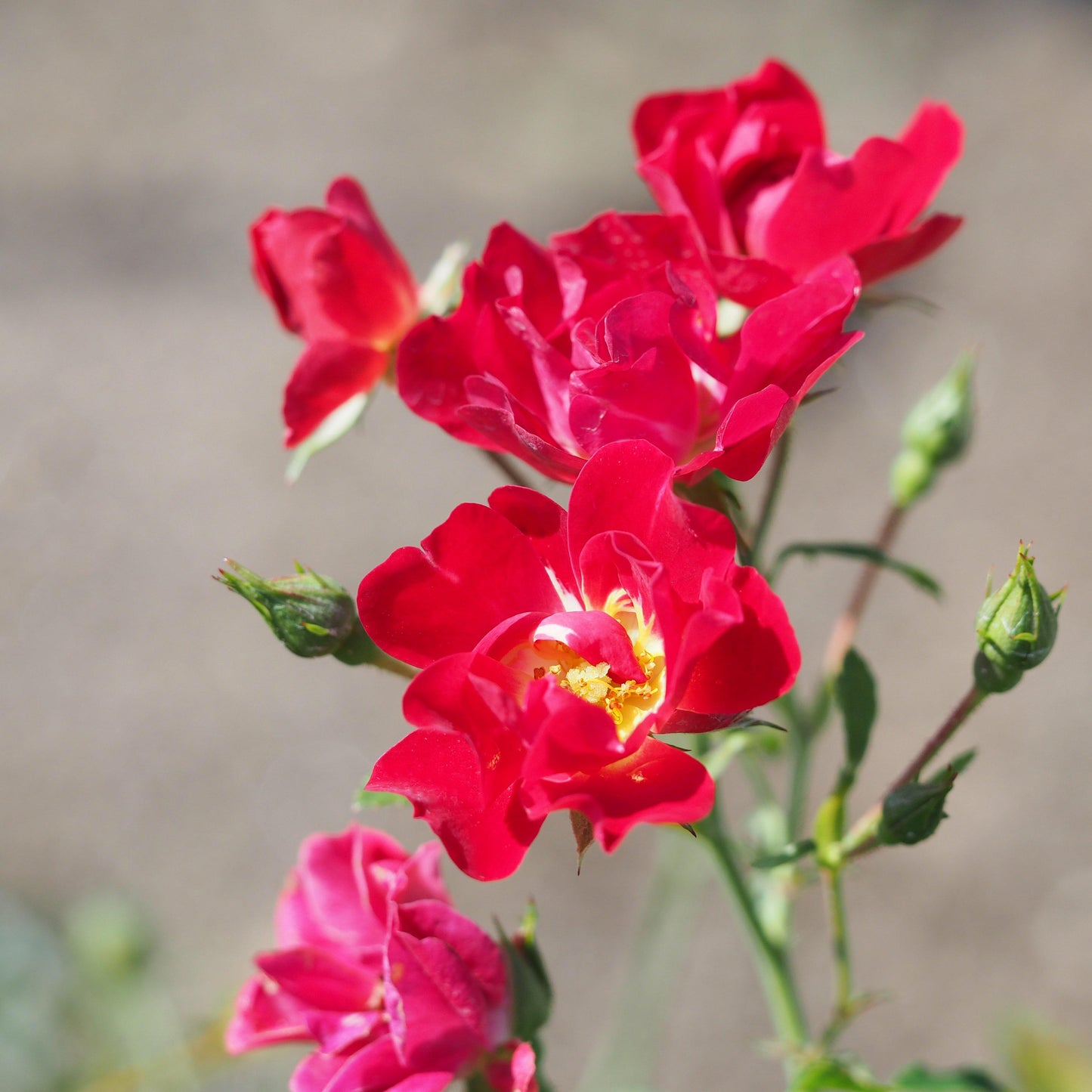 Red Drift® Rose