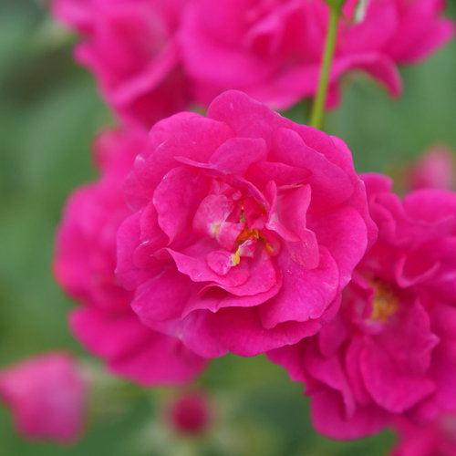Rosa x 'Phyllis Sherman'  - Oso Easy Peasy® Rose