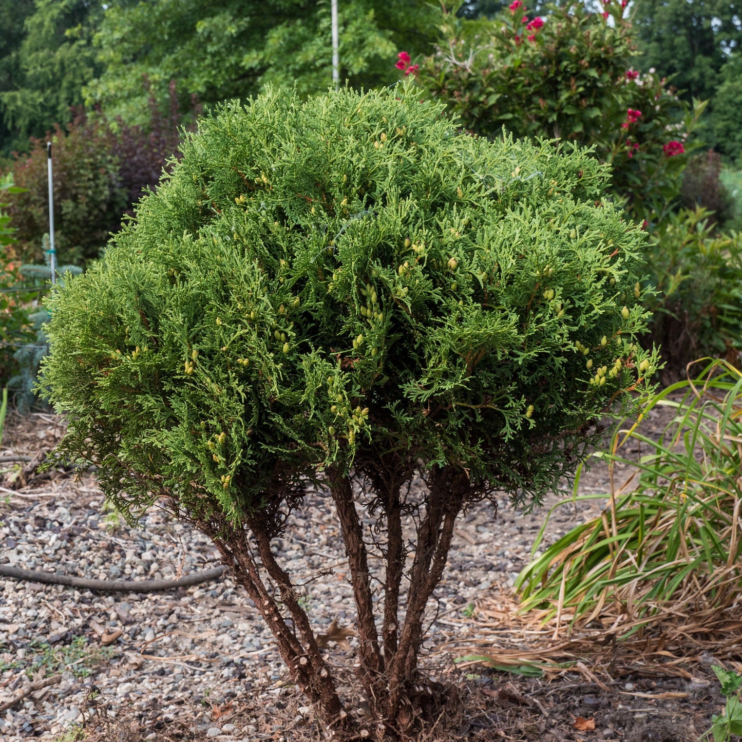 Hetz Midget Arborvitae, Mini Arborvitae