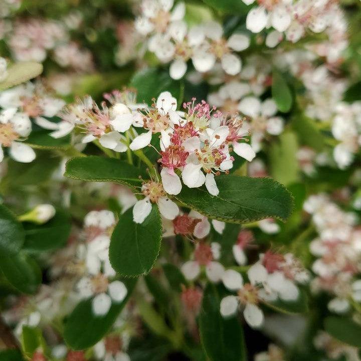 Aronia melanocarpa 'UCONNAM012'  - PW® Ground Hug® Aronia