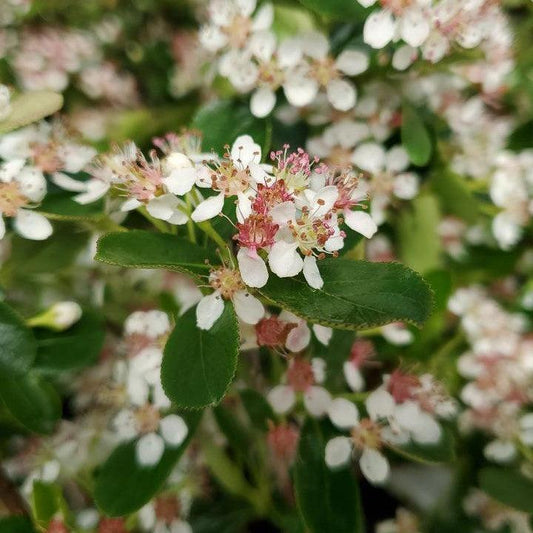 Aronia melanocarpa 'UCONNAM012'  - PW® Ground Hug® Aronia