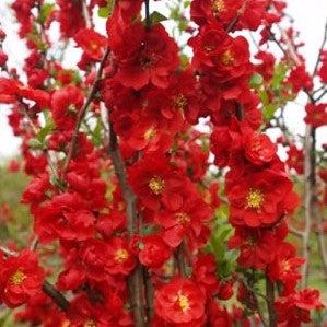 PW® Double Take™ Scarlet Flowering Quince
