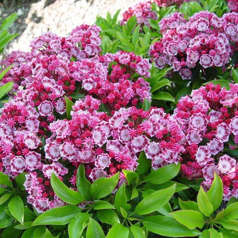 Kalmia latifolia 'Yankee Doodle'  - Yankee Doodle Mountain Laurel