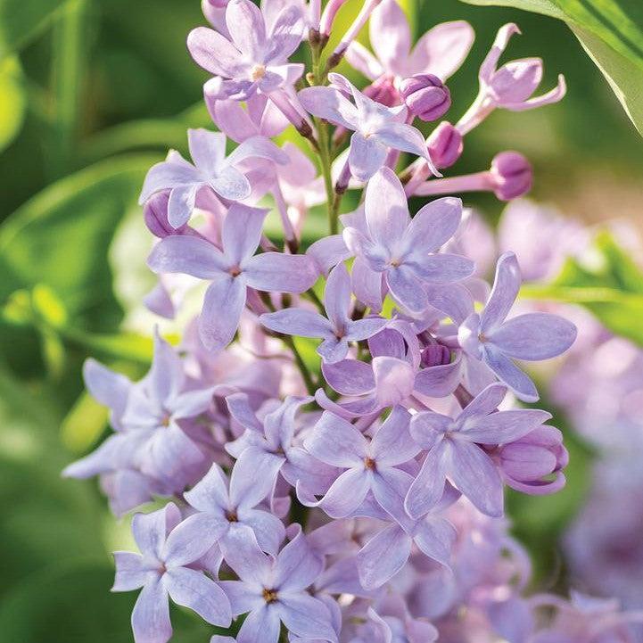 Syringa vulgaris 'G13099'  - New Age™ Lavender Lilac