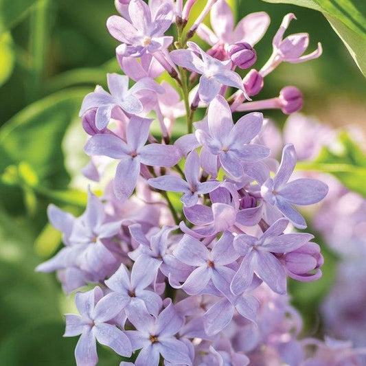 Syringa vulgaris 'G13099'  - New Age™ Lavender Lilac
