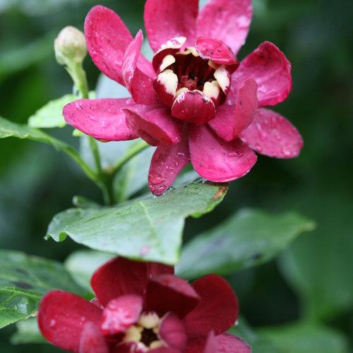 Aphrodite Sweetshrub
