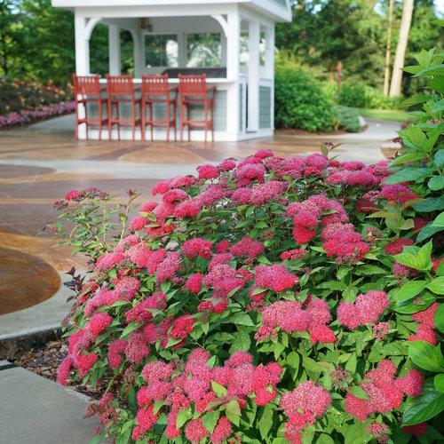 Double Play® Doozie Spirea