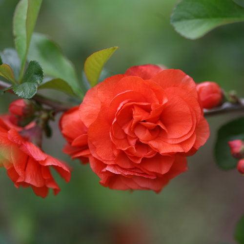PW® Double Take™ Orange Flowering Quince
