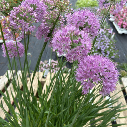 Serendipity Ornamental Onion