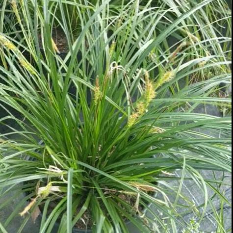 Carex amphibola  - Creek Sedge