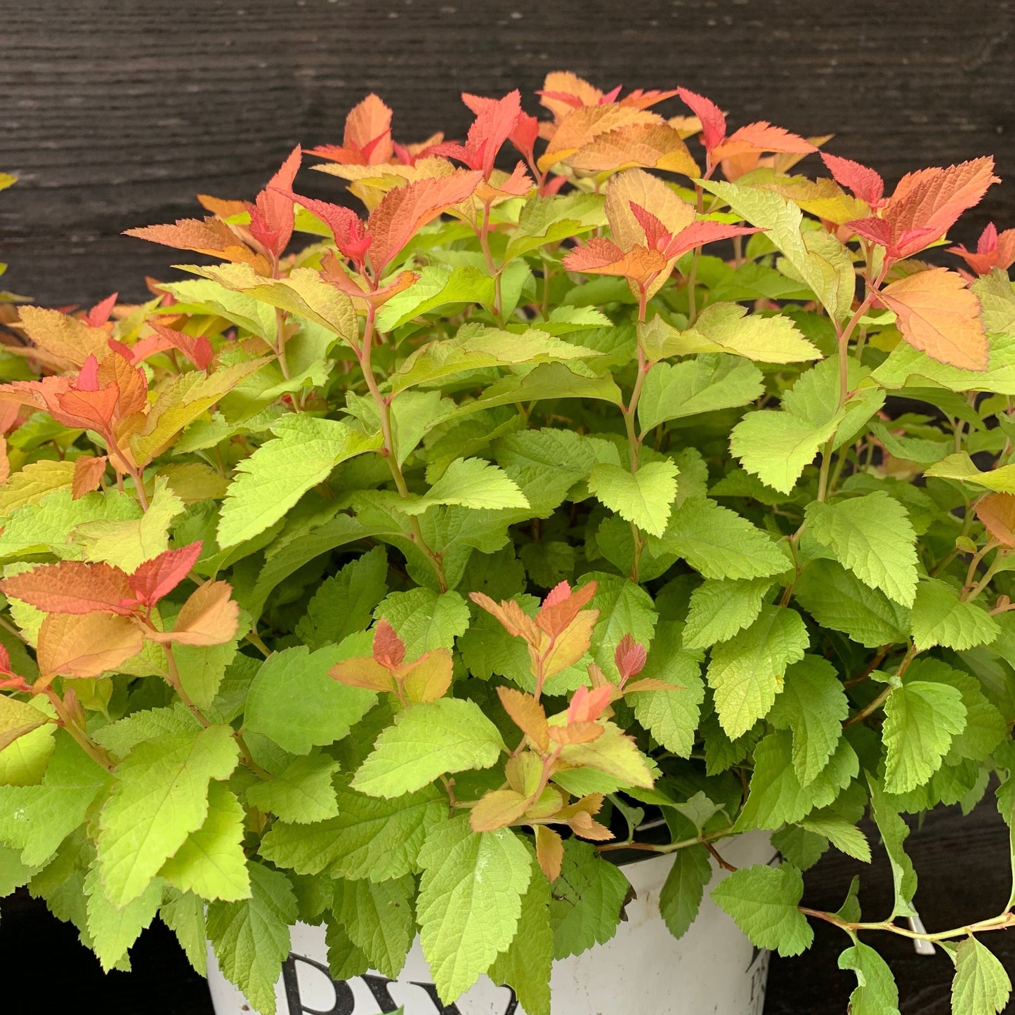 Double Play® Candy Corn® Spirea