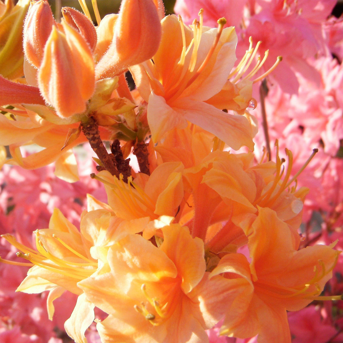 Rhododendron 'Golden Lights'  - Golden Lights Azalea