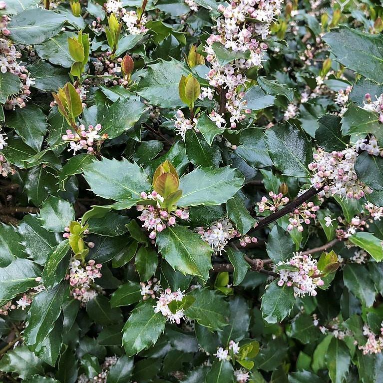 Blue Prince Holly