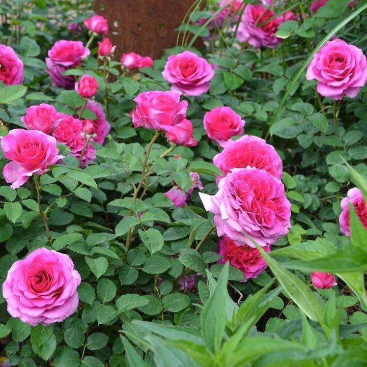 Rosa x 'NOA120803B'  - Showpiece™ Berry Rose