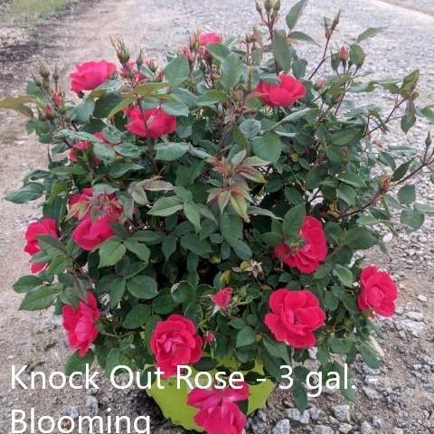 Knock Out® Shrub Rose, Red