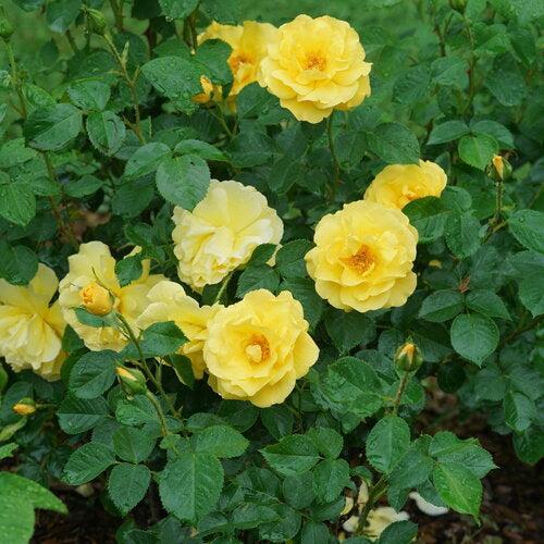 Rosa x 'ChewGoldRush'  - Reminiscent® Yellow Rose