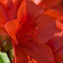 Rhododendron ‘Conlen’  - Encore® Autumn Bravo™ Azalea