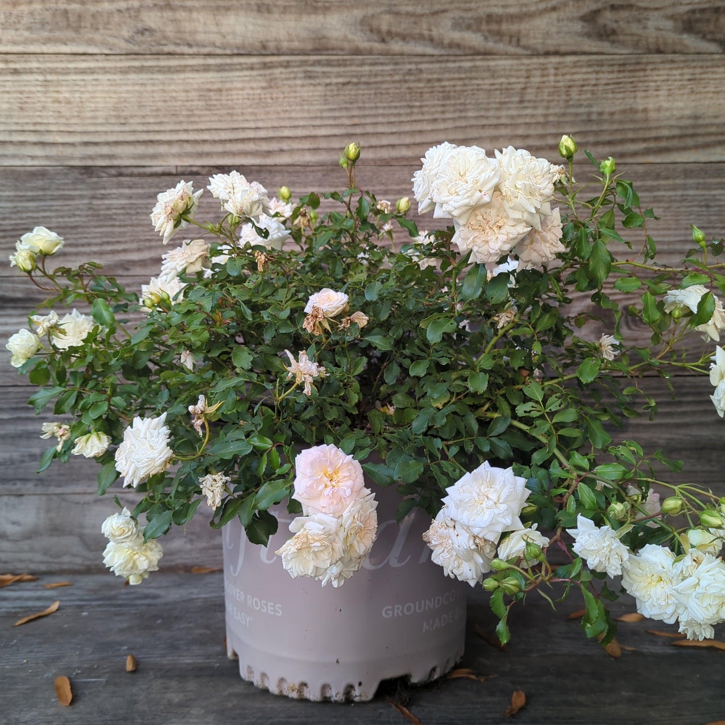 White Drift® Rose
