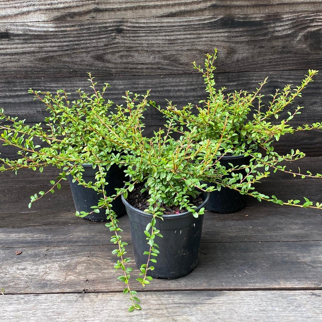 Coral Beauty Cotoneaster