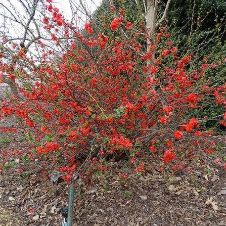 PW® Double Take™ Orange Flowering Quince