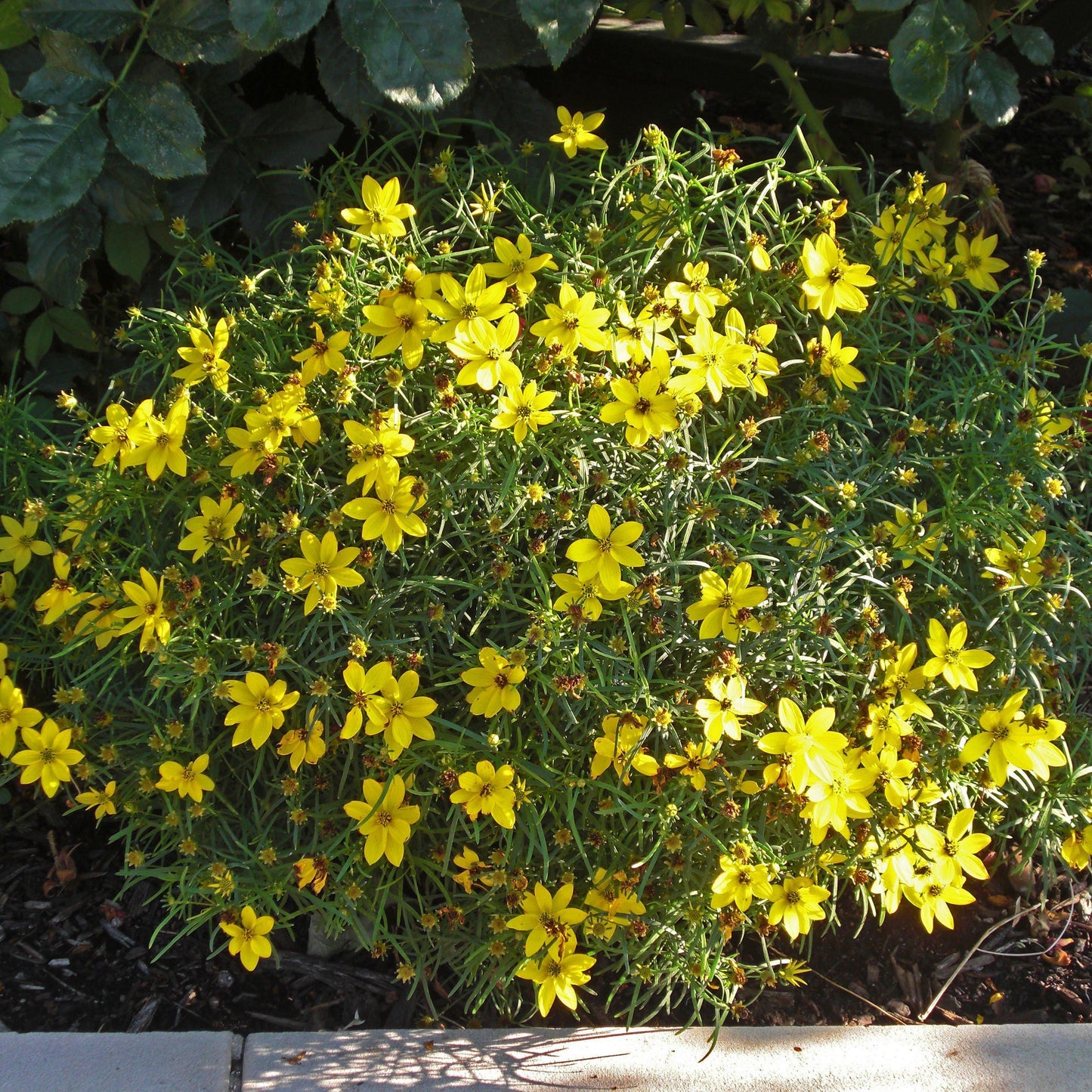 Zagreb Threadleaf Tickseed