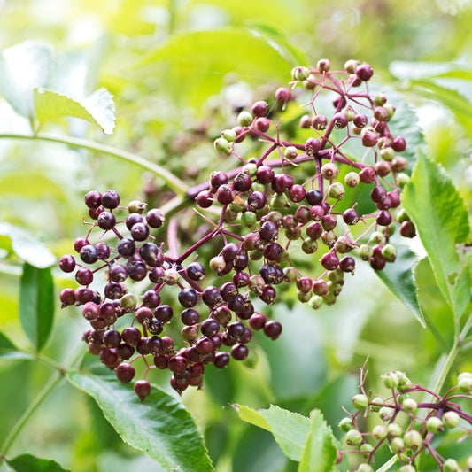 Sambucus canadensis 'Wyldewood'  - Wyldewood Elderberry