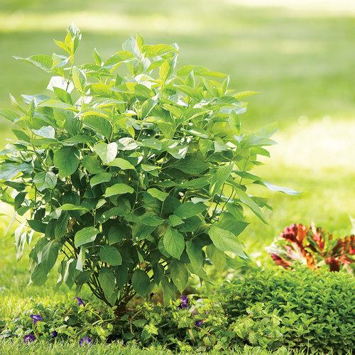 Arctic Fire® Red Twig Dogwood