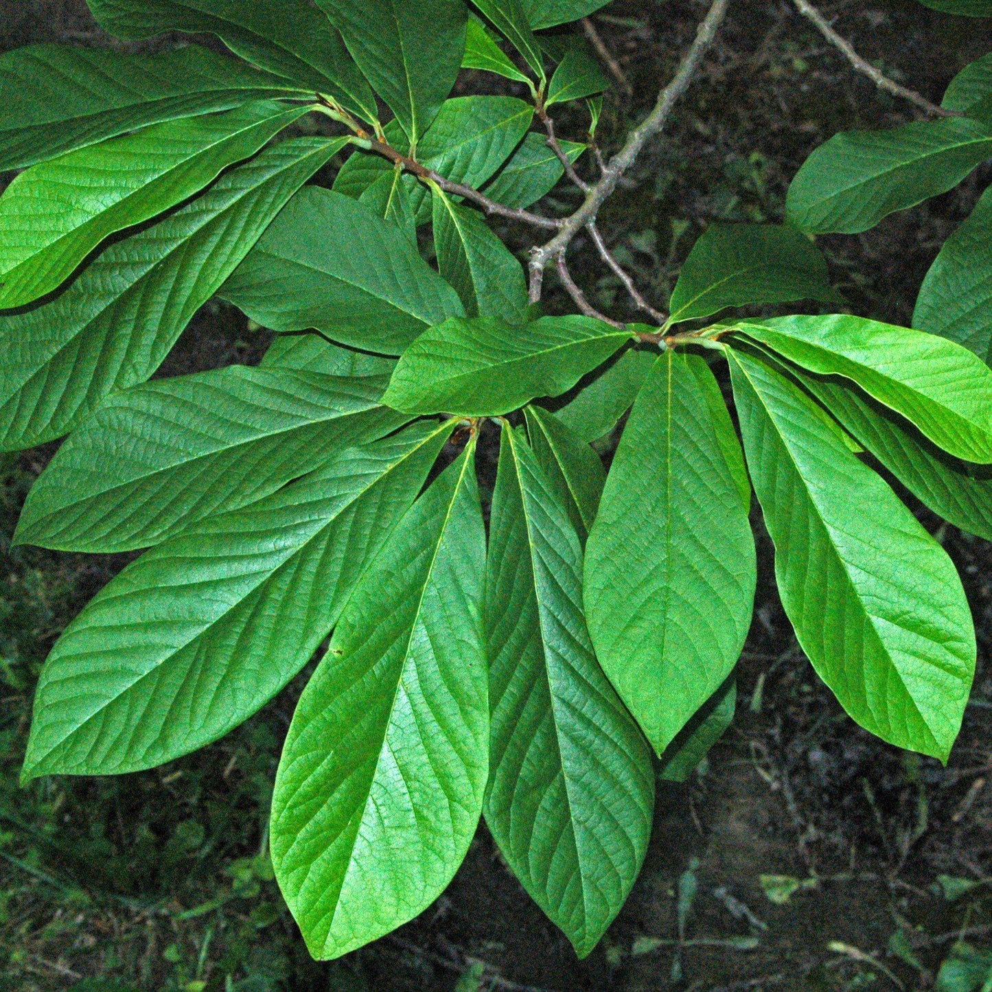 Common Pawpaw, Tall Pawpaw