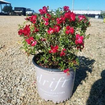 Red Drift® Rose