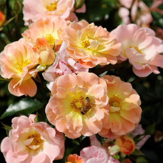 Peach Drift® Rose