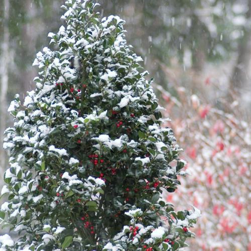 Castle Spire® Blue Holly