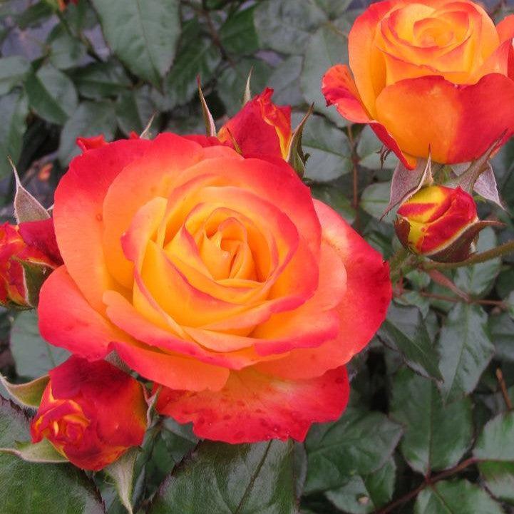 Rosa x 'Chewizard'  - Oso Easy En Fuego® Rose