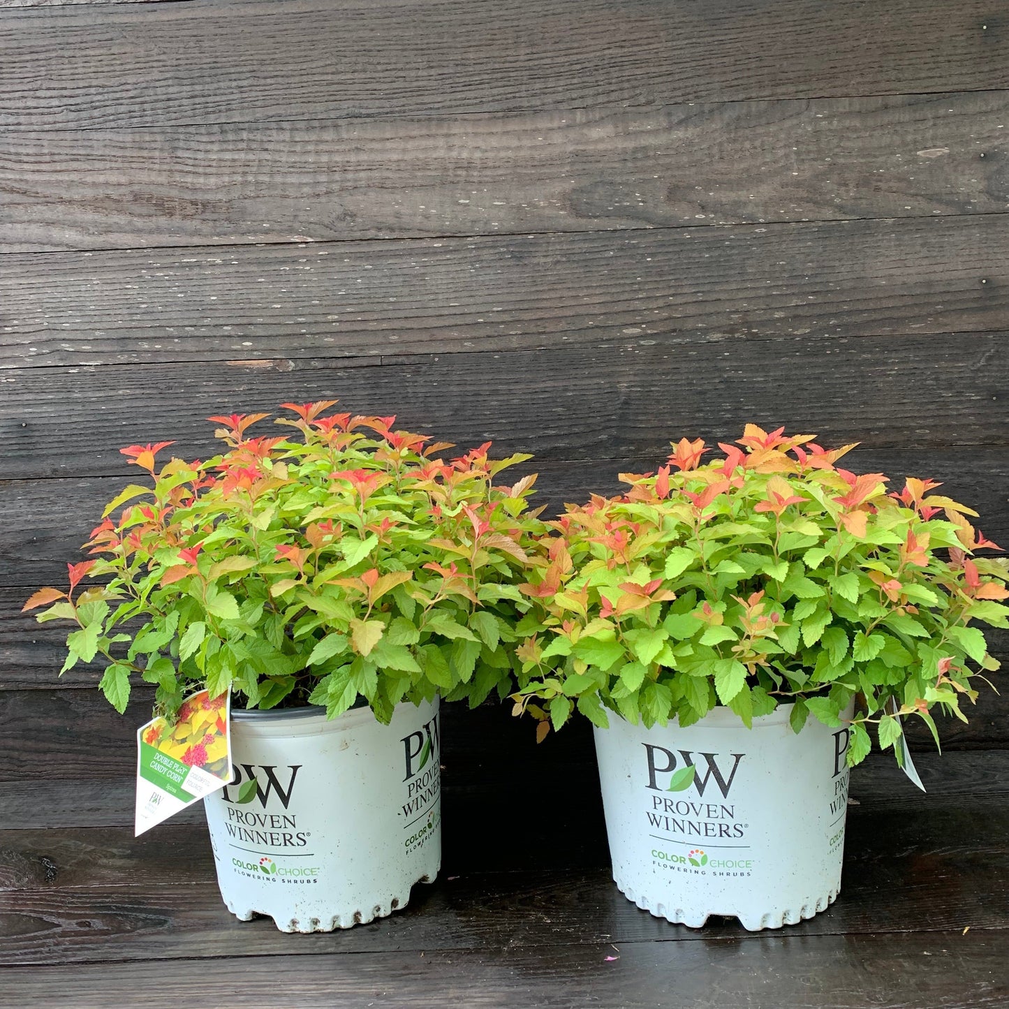 Double Play® Candy Corn® Spirea