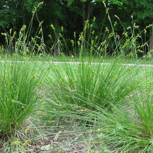 Carex bicknellii  - Prairie Sedge