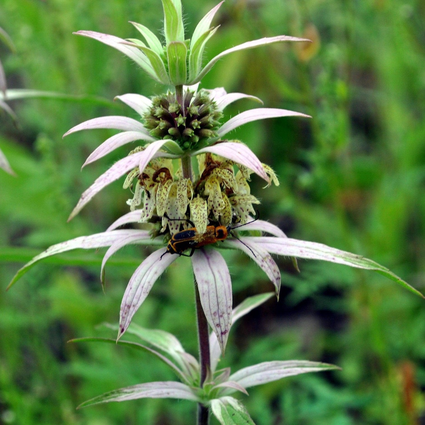 Monarda punctata  - Spotted Beebalm