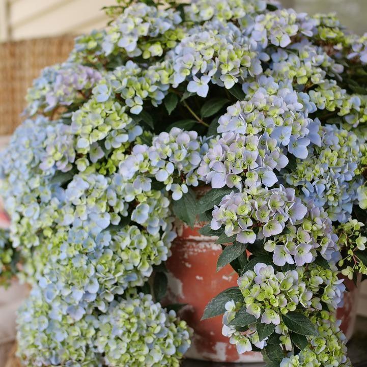 Hydrangea x ‘WNHYDFBPBMH'  - Fairytrail Fresco® Cascade Hydrangea