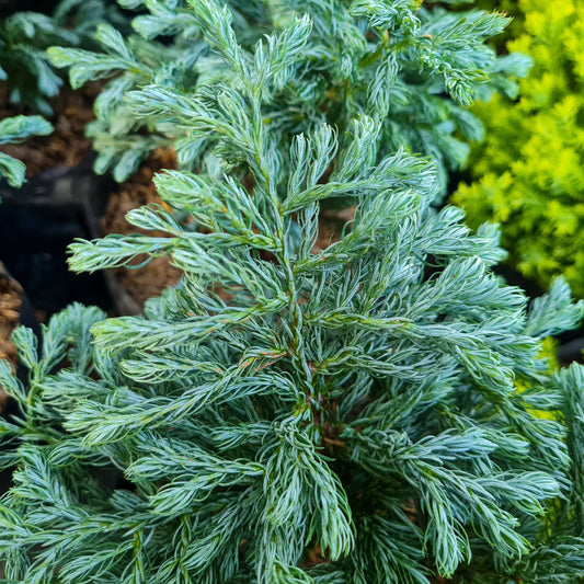 True Blue Falsecypress