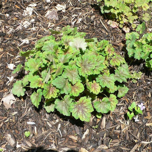 Heuchera americana  - Coral Bells